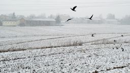 Śnieg był rzadkim widokiem tej zimy. 29 stycznia 2020