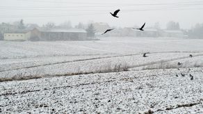 Śnieg był rzadkim widokiem tej zimy. 29 stycznia 2020