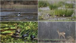 Obecnie przyroda oddycha pełną piersią. Jest jej łatwiej, kiedy człowiek się nie kręci. Zdecydowanie bardziej bezpiecznie czują się w tym momencie sarny. Myślę, że odczuwają większą ulgę, są swobodniejsze - opowiada Ewa Piasecka, wicedyrektor Poleskiego Parku Narodowego