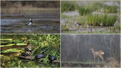 Obecnie przyroda oddycha pełną piersią. Jest jej łatwiej, kiedy człowiek się nie kręci. Zdecydowanie bardziej bezpiecznie czują się w tym momencie sarny. Myślę, że odczuwają większą ulgę, są swobodniejsze - opowiada Ewa Piasecka, wicedyrektor Poleskiego Parku Narodowego