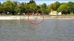 Sarna pływała w Zalewie Zemborzyckim. Przepłynęła z Dąbrowy na Marinę