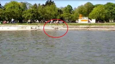 Sarna pływała w Zalewie Zemborzyckim. Przepłynęła z Dąbrowy na Marinę