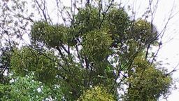 Chełm: Jemioła zniknie, ale dopiero jesienią