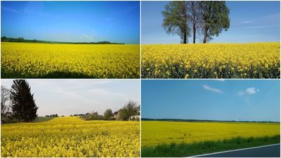 Pięknie ozłocona Lubelszczyzna. Zdjęcia od naszych Czytelników