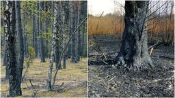 Las przed (z lewej) i po pożarze