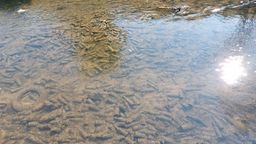 Zamojski odcinek Łabuńki