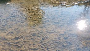 Zamojski odcinek Łabuńki