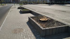 Dwa drzewa już usunięto, ale to jeszcze nie koniec wycinek przy Al. Zygmuntowskich