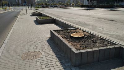 Dwa drzewa już usunięto, ale to jeszcze nie koniec wycinek przy Al. Zygmuntowskich