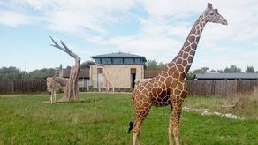 Ngombe przyjechał do Zamościa w sierpniu 2014 r. z Kolonii