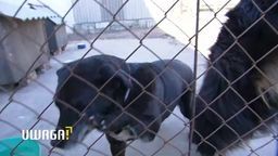 Zwierzęta cichymi ofiarami pandemii. Schroniska nie mają pieniędzy