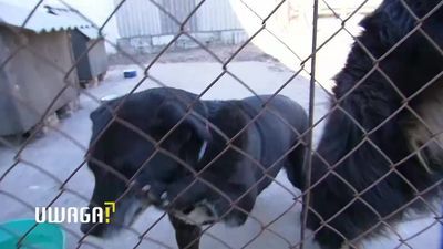 Zwierzęta cichymi ofiarami pandemii. Schroniska nie mają pieniędzy