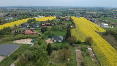 Zbiory rzepaku w tym roku mogą być niższe od ubiegłorocznych