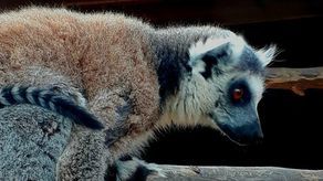 Mały lemur, nowy mieszkaniec zoo