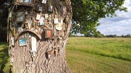 Ocalą kilkusetletnie dęby w gm. Sławatycze. Turyści je fotografują, a pielgrzymi zostawiają na pniach święte obrazki