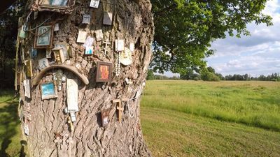 Ocalą kilkusetletnie dęby w gm. Sławatycze. Turyści je fotografują, a pielgrzymi zostawiają na pniach święte obrazki