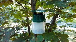 Lublin: Miasto zastawia pułapki na stu drzewach