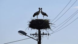 Janusz i Grażyna. Piękna bociania para świetną promocją Nowosiółek na Zamojszczyźnie