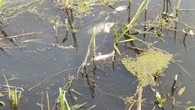 Śnięte ryby w Krznie. Znane są już wyniki badań