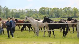 Stadnina w Janowie Podlaskim. Czy będzie jeszcze chlubą?