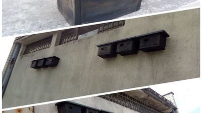 Biała Podlaska zaprasza do miasta ptaki. Korzyść ma być obopólna