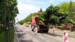 Dzień z życia drzewa w Lublinie: pobudka w centrum, prysznic na Tatarach. Przebudowa Al. Racławickich