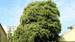 Kasztanowce rosnące na szkolnym dziedzińcu wkrótce zostaną pomnikami przyrody