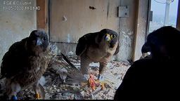 Sokoły z gniazda na kominie lubelskiej elektrociepłowni. Zdjęcia z dzisiaj