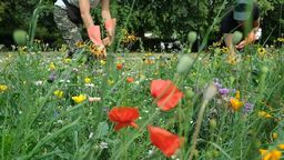 Sierpień 2019 r. ul. Głęboka w Lublinie. Kwiecista łąka w miejscu tradycyjnego trawnika na pasie zieleni oddzielającym jezdnie
