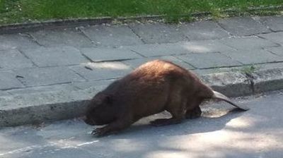 Bóbr spacerujący ul. Reja w Chełmie