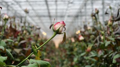 Lubelskie: Sprzedaż kwiatów zaczyna rosnąć. Jedna z firm zwiększa obroty i zatrudnienie