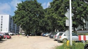 Posadzą drzewa przy nowej ulicy Lublina? Urzędnicy: Ewentualnie