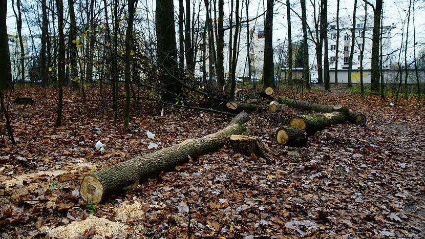 Wycinka drzew z lasu przy ul. Prusa była przeprowadzona w ubiegłym roku. Zdaniem leśniczego, dęby należało usunąć dla ochrony lasu