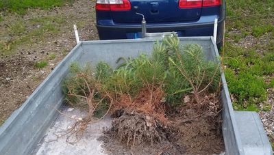 Skradzione drzewka na przyczepce