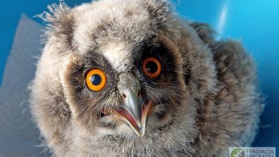 "Człowieku, nie porywaj ptasich dzieci". Zanim zabierzesz takiego malucha, zapytaj fachowca