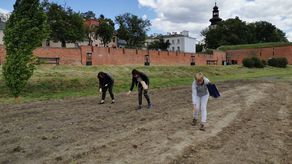 Maki, chabry i goździki. Nowe miejskie łąki w Zamościu [zdjęcia]