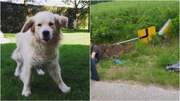 Moris, golden retriever