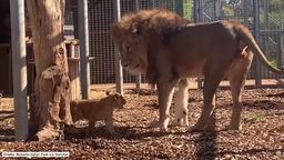 Lwiątka po raz pierwszy poznały dużych przedstawicieli swojej rodziny. Ciężko będzie się od nich odpędzić!