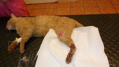 Kot Rudolf w lecznicy