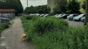 Lublin: Nie wszystkich zachwyca tak wysoka trawa