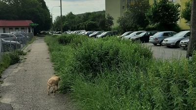 Lublin: Nie wszystkich zachwyca tak wysoka trawa