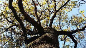 Lublin: Wysyp kandydatów na pomniki przyrody. Chodzi o duże drzewa ze Starego Gaju