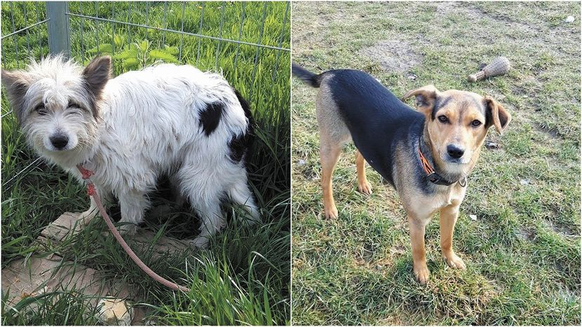 Suczka Bryza (biała, maj 2020 r.) i suczka Lara (luty 2020 r.) zaraz po przyjeździe ze schroniska w Radysach. Psy były zalęknione i wycofane