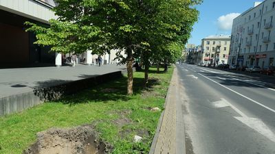 Z ul. Lipowej przesadzone zostaną tylko cztery drzewa rosnące przed Lublin Plaza w miejscu planowanego dodatkowego pasa. Nowy pas zacznie się dalej