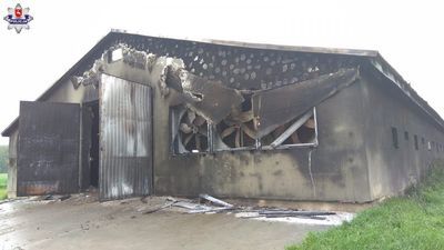 W murowanym kurniku spłonęło 23 tys. kurczaków. Prawdopodobnie trafił w niego piorun