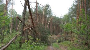 Zakaz wstępu do lasu. Pod Hrubieszowem sprzątają po wichurach
