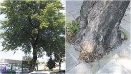 Lublin: Temu drzewu można pomóc? Miejscy urzędnicy obiecali zająć się sprawą