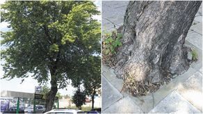 Lublin: Temu drzewu można pomóc? Miejscy urzędnicy obiecali zająć się sprawą