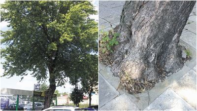 Lublin: Temu drzewu można pomóc? Miejscy urzędnicy obiecali zająć się sprawą