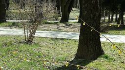 Z parku w Lubartowie notorycznie znikały sadzonki krzewów